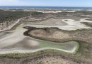 Doñana: otro desastre ambiental